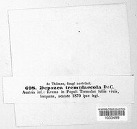 Depazea tremulaecola image